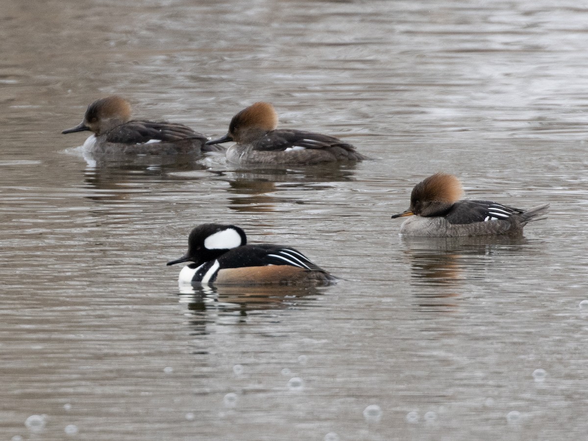 Hooded Merganser - ML418063551