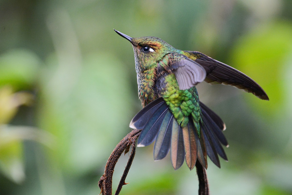 Fleckenbauchkolibri - ML418065031