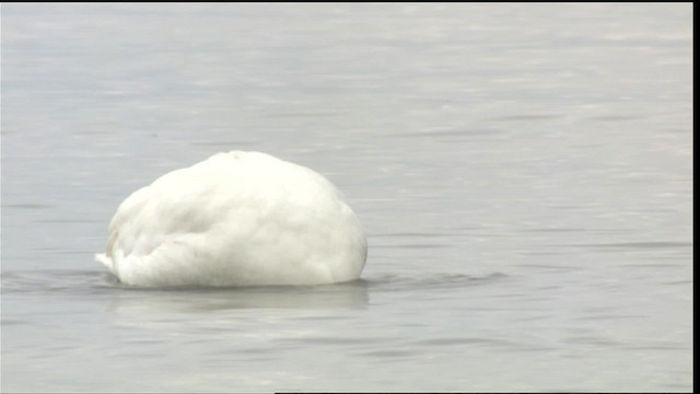 Tundra Swan (Whistling) - ML418068