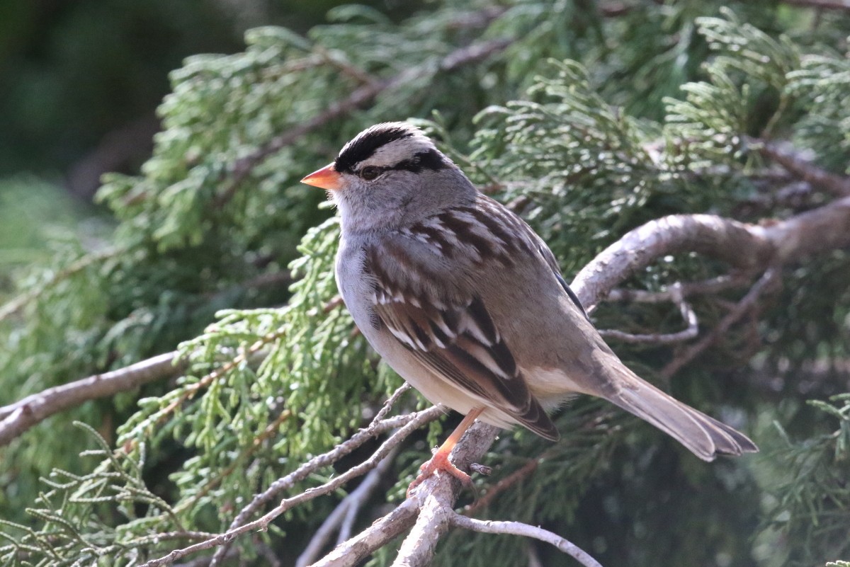 White-crowned Sparrow - ML418068751