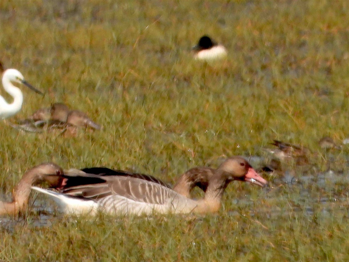 Graylag Goose - ML418070031