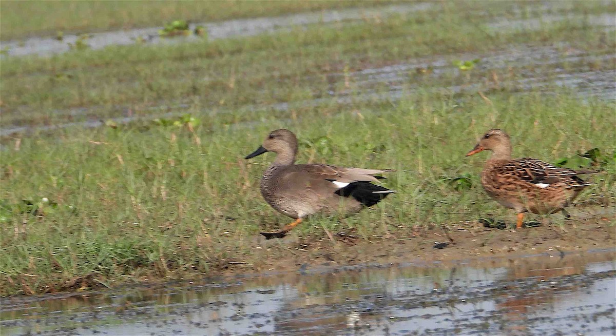 Canard chipeau - ML418071251