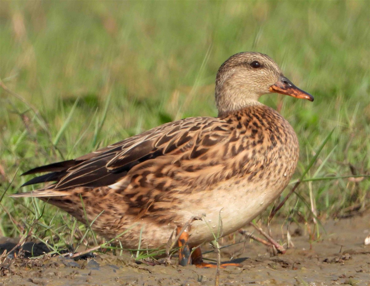 Gadwall - ML418071371