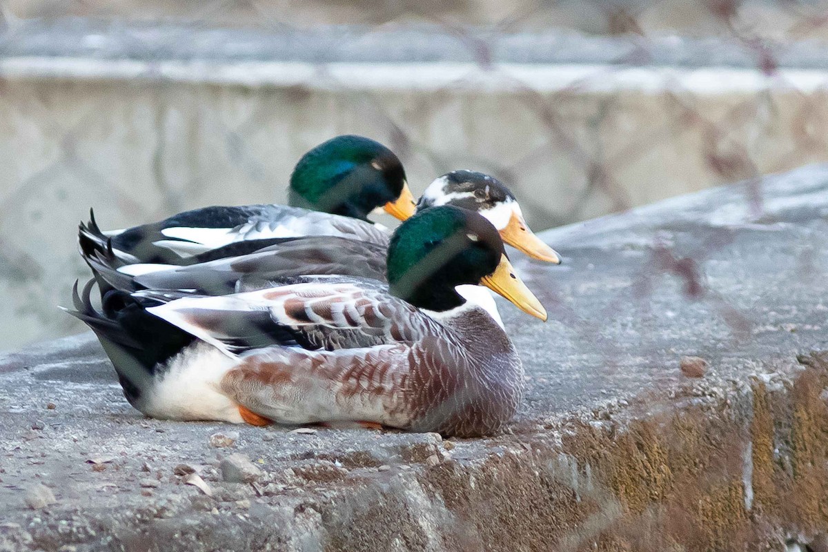 Mallard (Domestic type) - ML418071401