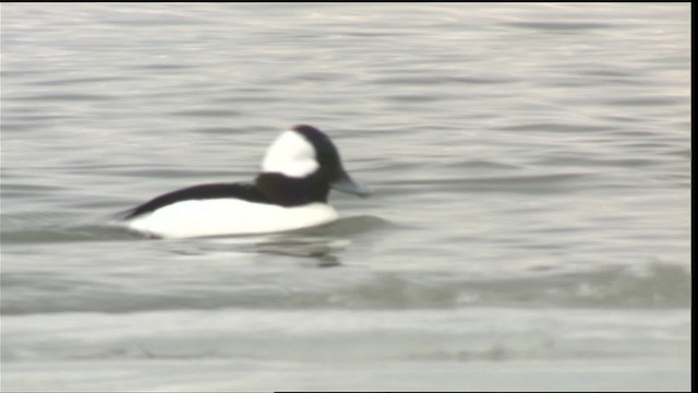 Bufflehead - ML418072