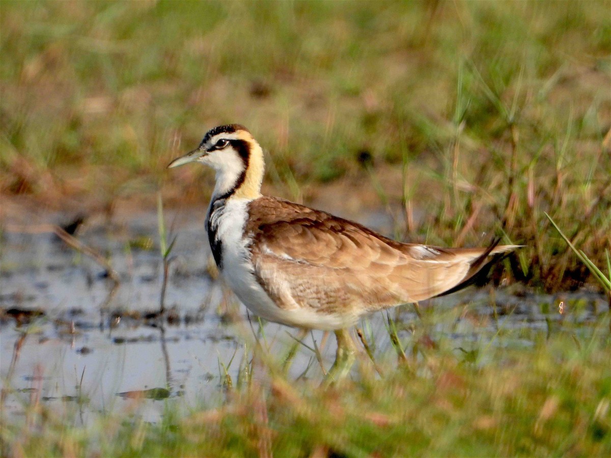 Pheasant-tailed Jacana - ML418074371