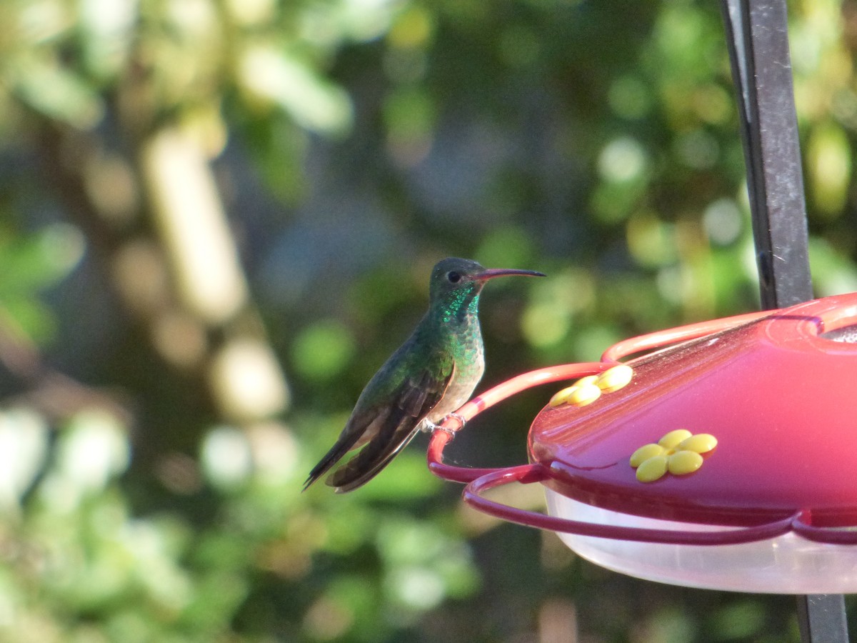 Buff-bellied Hummingbird - Randy Yuen