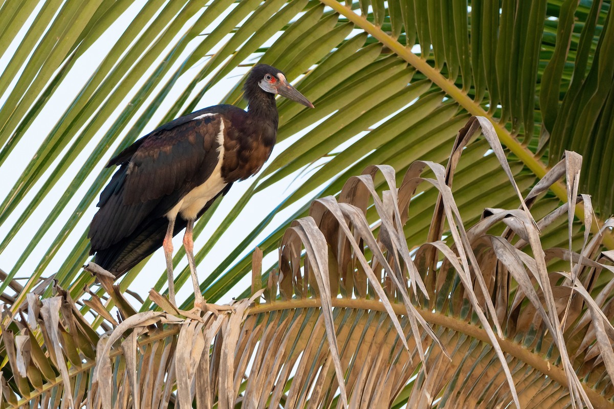 Abdim's Stork - ML418077211