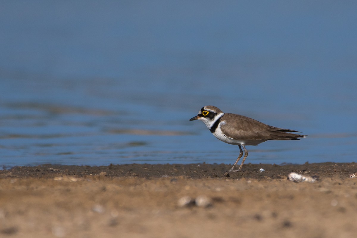 Little Ringed Plover - ML41807741