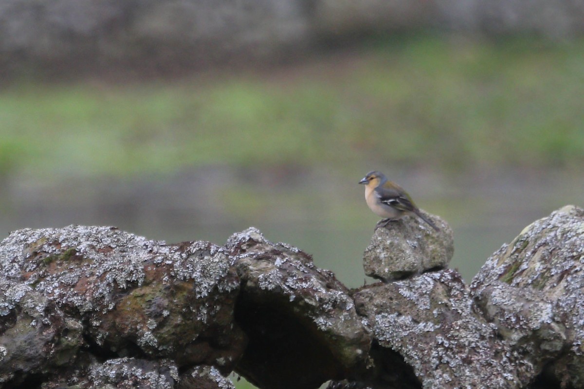 Azores Chaffinch - ML418077711