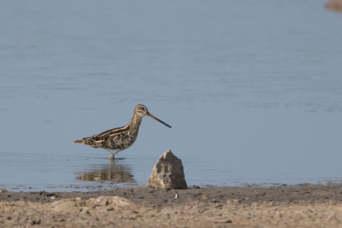 Common Snipe - ML41807781