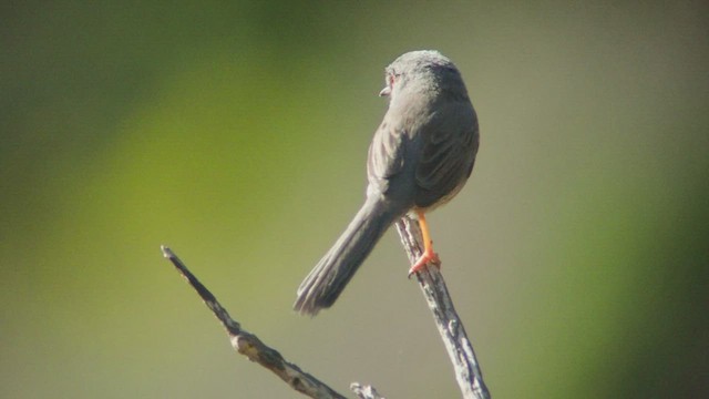 Dartford Warbler - ML418077861