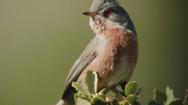 Dartford Warbler - ML418079511