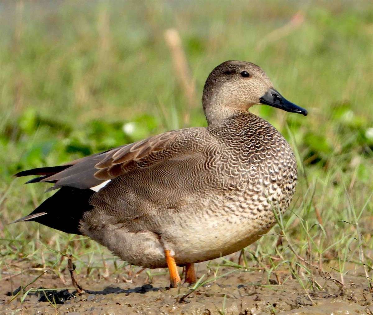 Gadwall - ML418079651