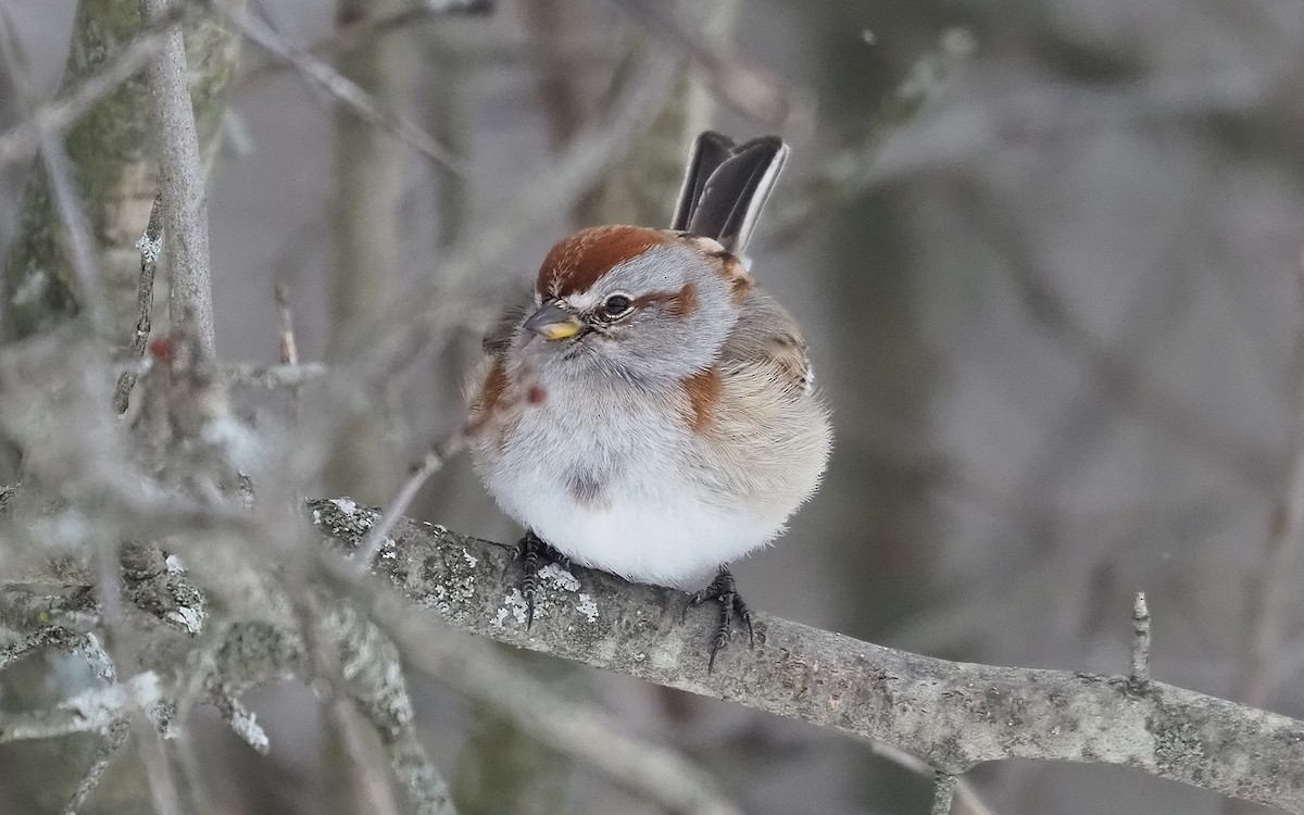 American Tree Sparrow - Gordon Johnston