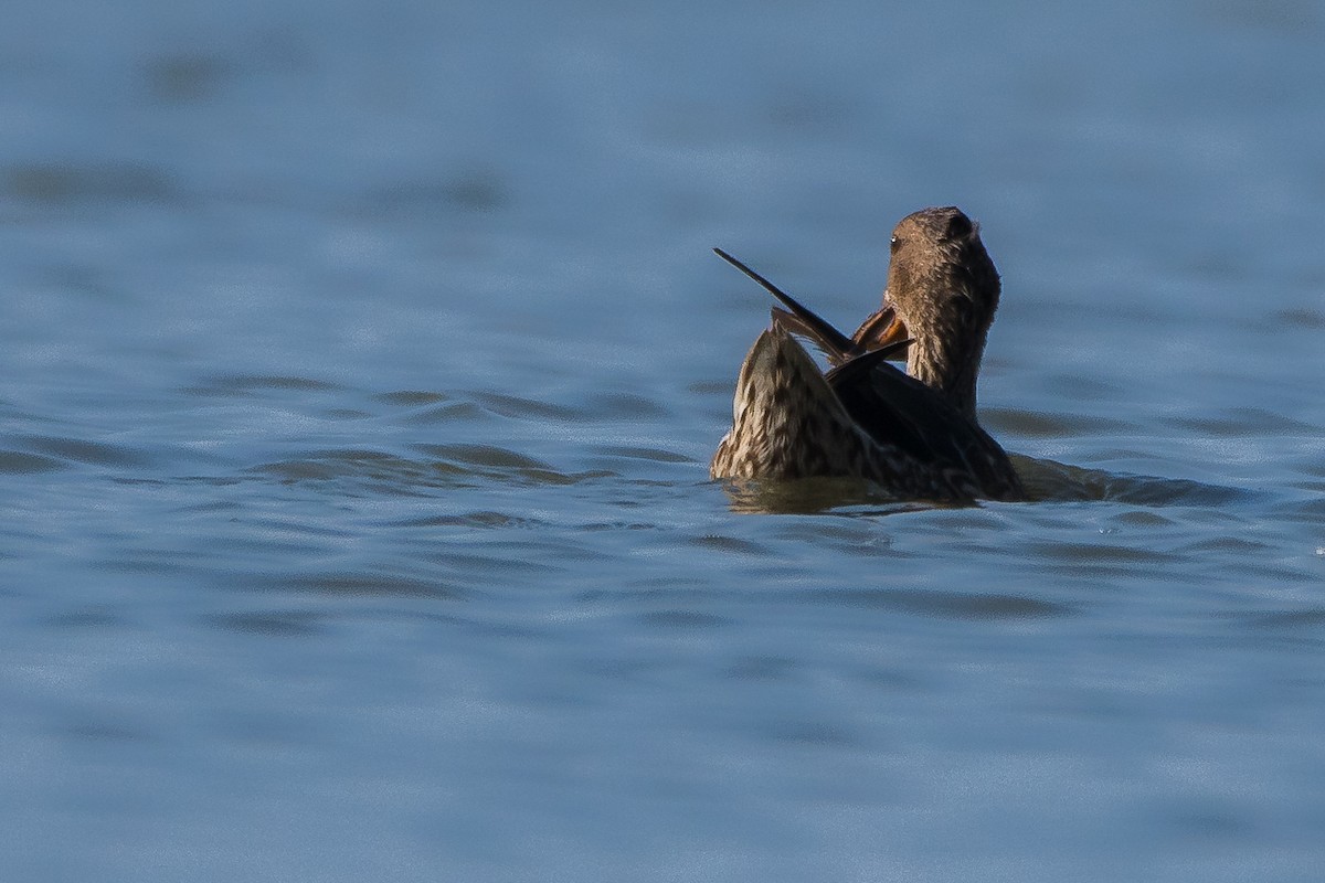 Northern Shoveler - ML41808121