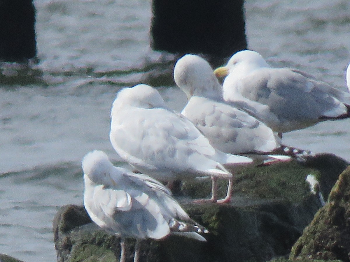 Glaucous Gull - ML418081851