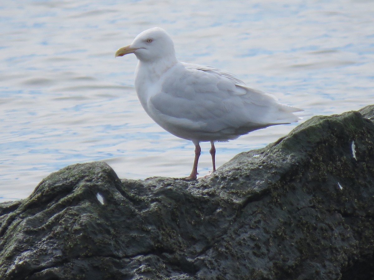 Glaucous Gull - Tom Preston