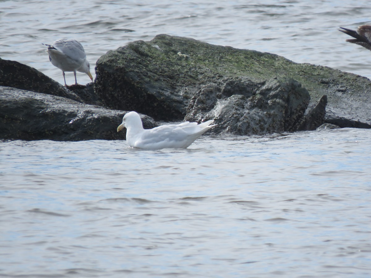 Glaucous Gull - ML418081921