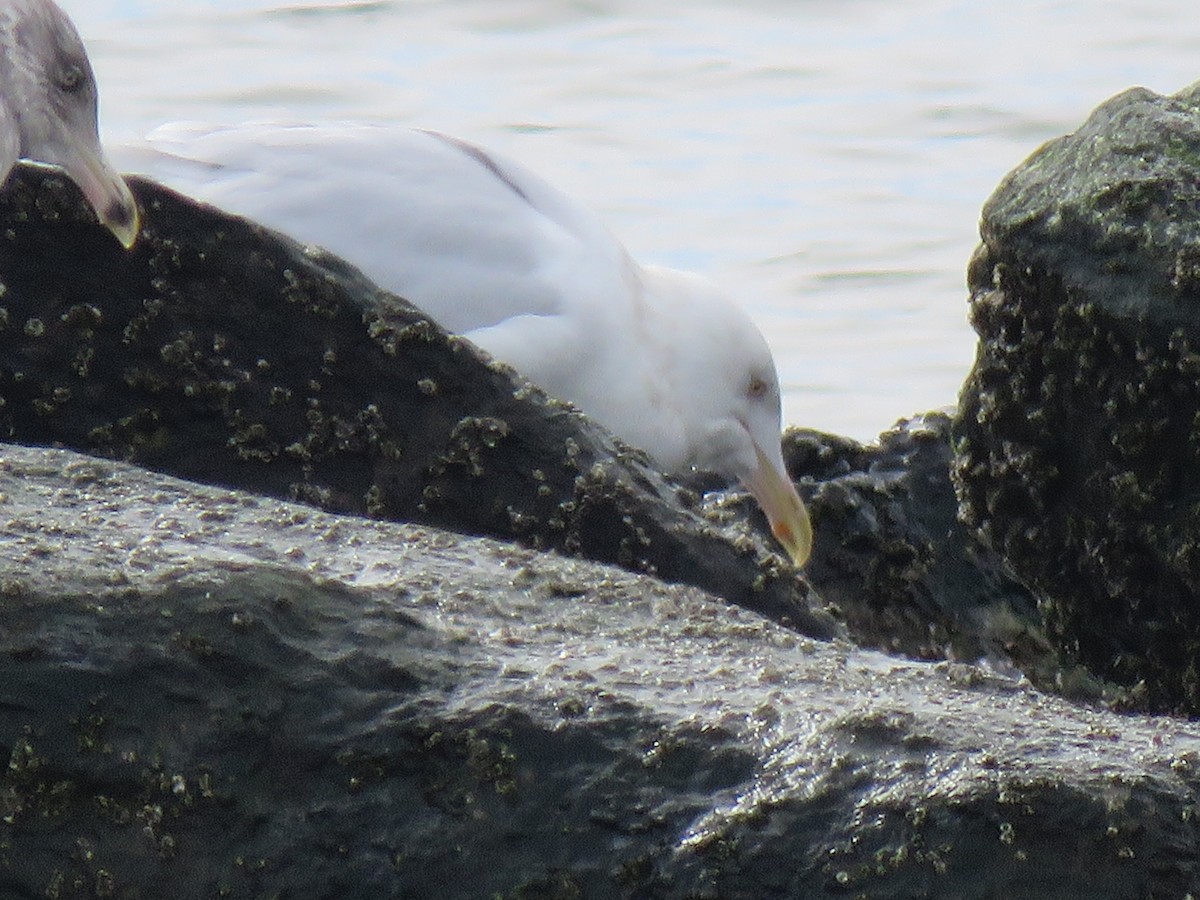 Glaucous Gull - ML418081941