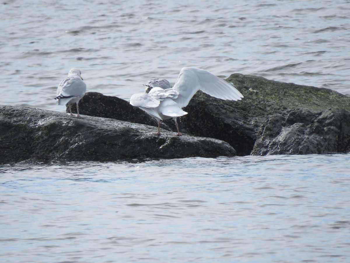 Glaucous Gull - ML418082321