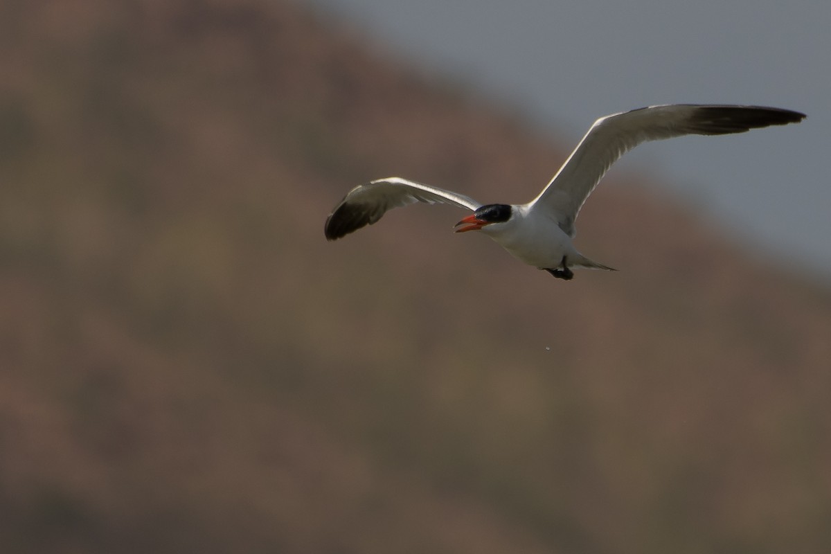 Caspian Tern - ML41808241