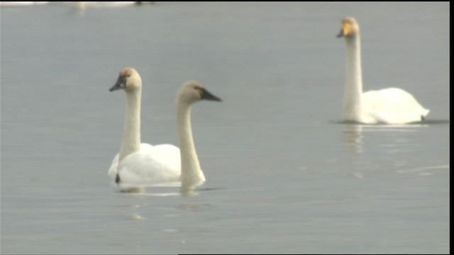 Cygne siffleur (columbianus) - ML418083