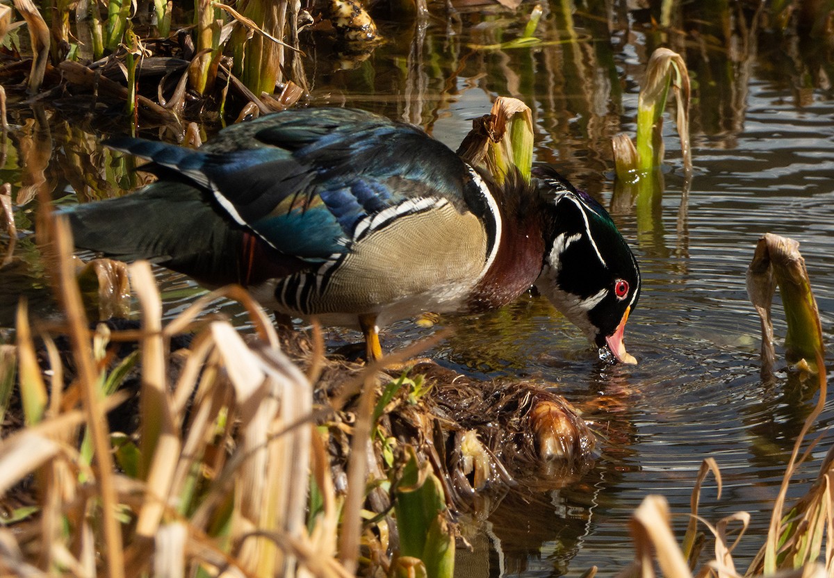 Wood Duck - ML418084171