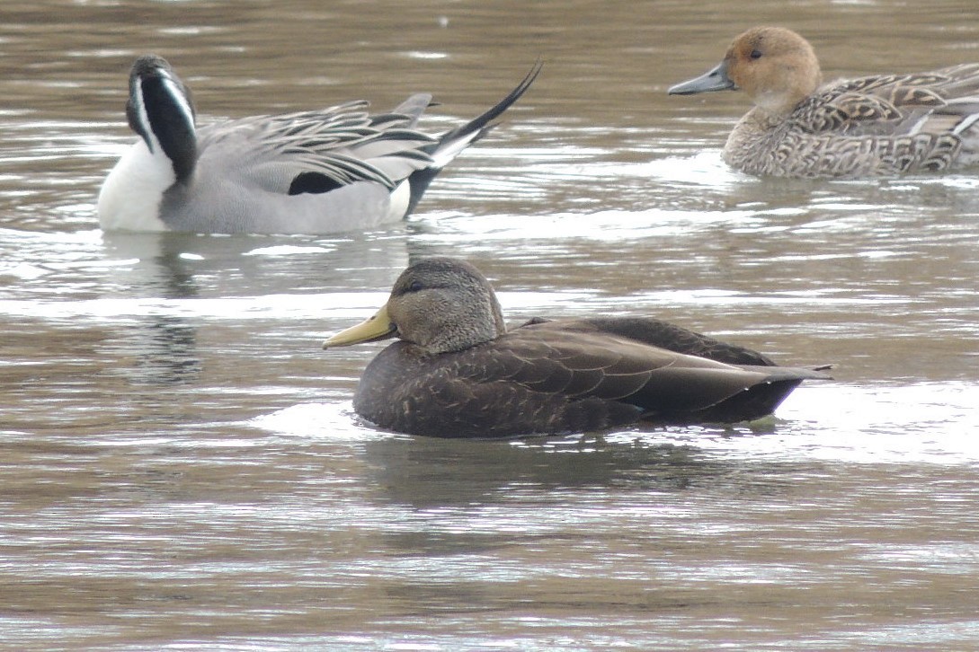 American Black Duck - James Harding