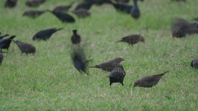 Brown-headed Cowbird - ML418085361