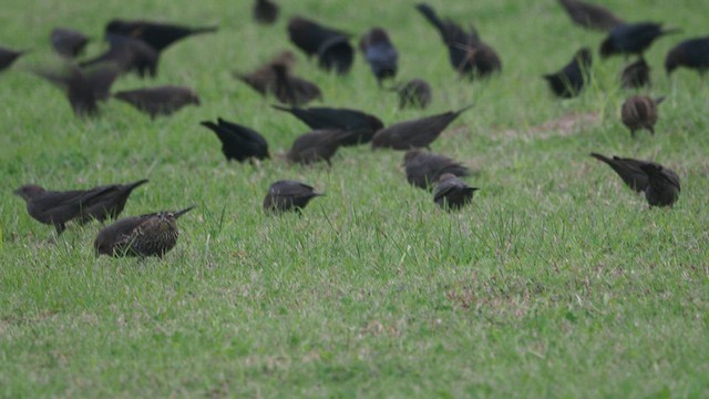 Brown-headed Cowbird - ML418085431