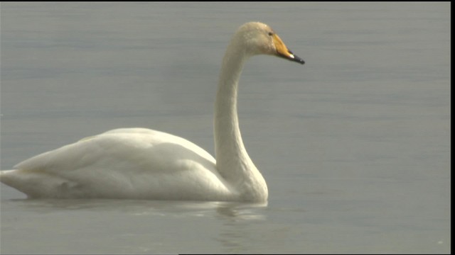 Whooper Swan - ML418086