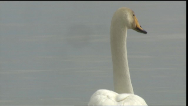 Whooper Swan - ML418088