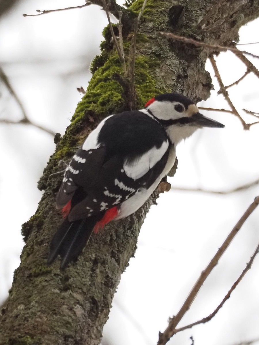 Great Spotted Woodpecker - ML418088031