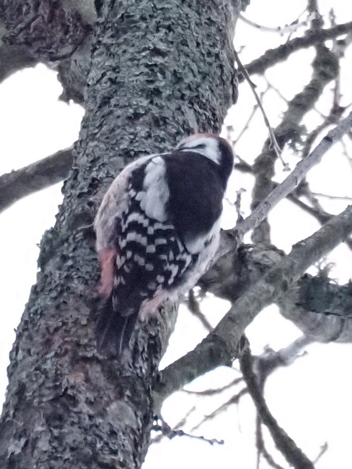 Middle Spotted Woodpecker - ML418088061