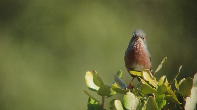 סבכי גלי - ML418088071