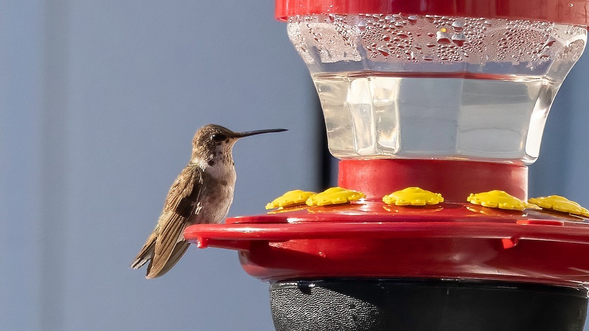 Black-chinned Hummingbird - David Fischer