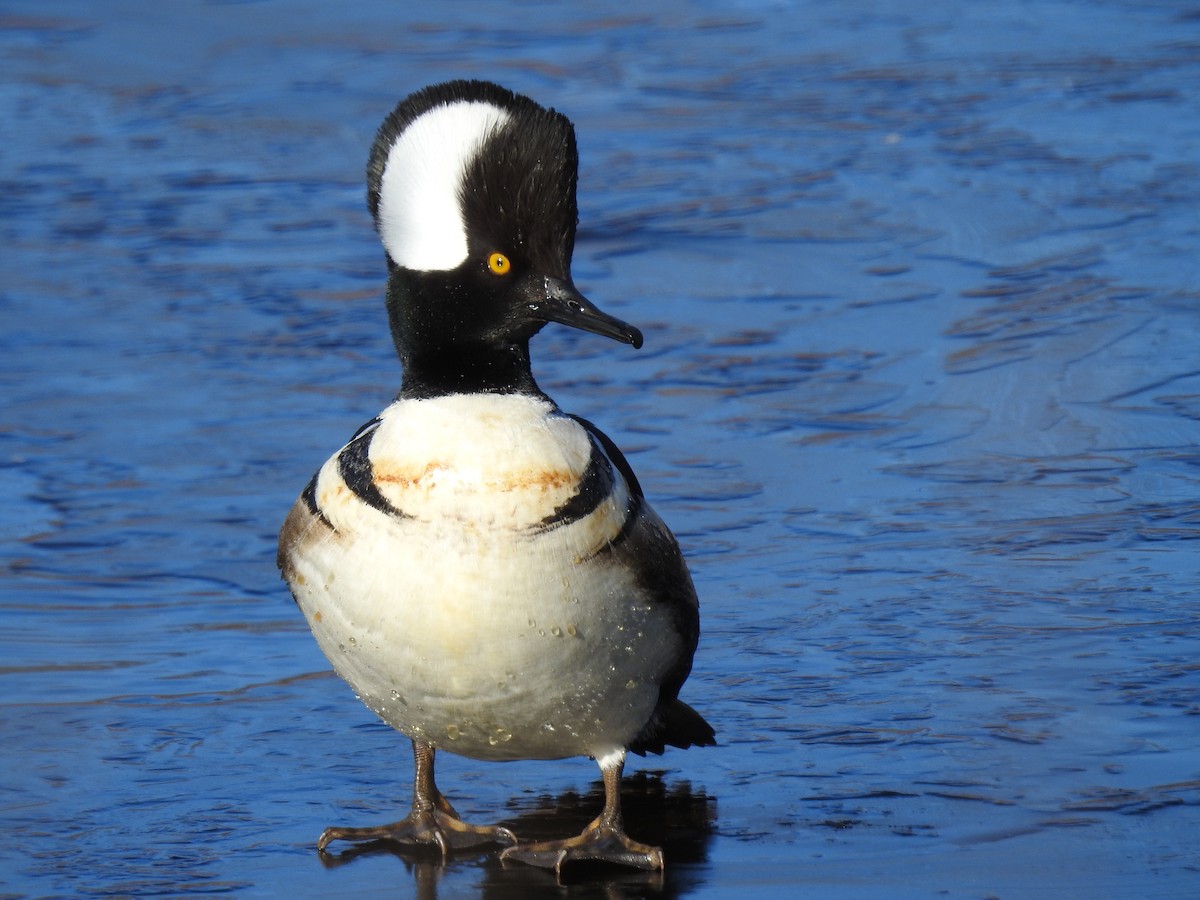 Hooded Merganser - ML418088881