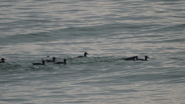 Surf Scoter - ML418088921