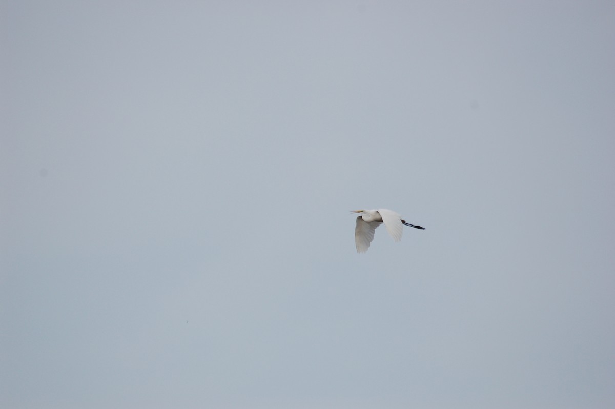 Great Egret - ML418089341