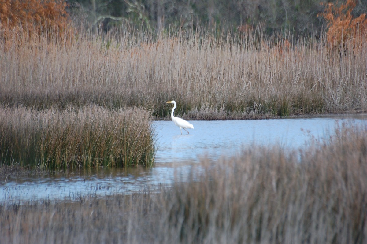 Great Egret - ML418089481