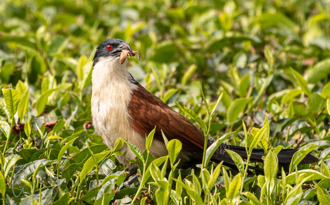 White-browed Coucal - ML418089861