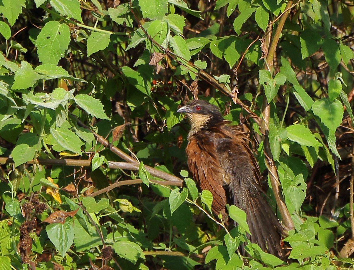 White-browed Coucal - ML418089921