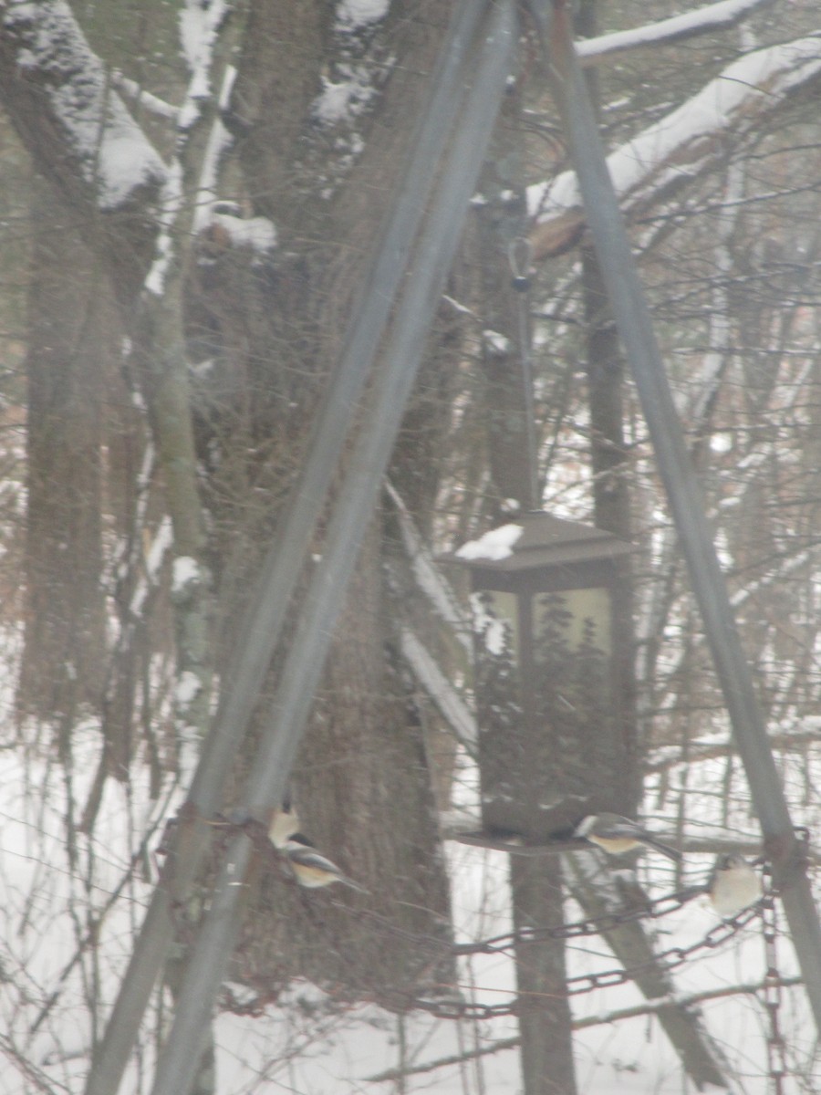 Black-capped Chickadee - ML418090211