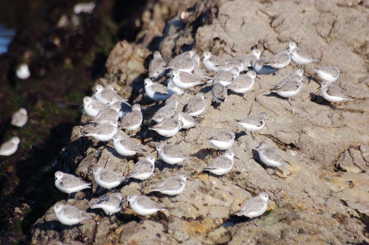 Sanderling - ML418090311