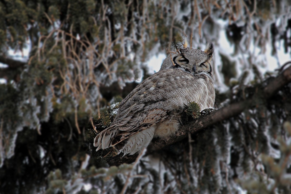 Great Horned Owl - ML418090531
