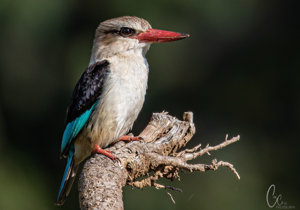 Brown-hooded Kingfisher - ML418090571