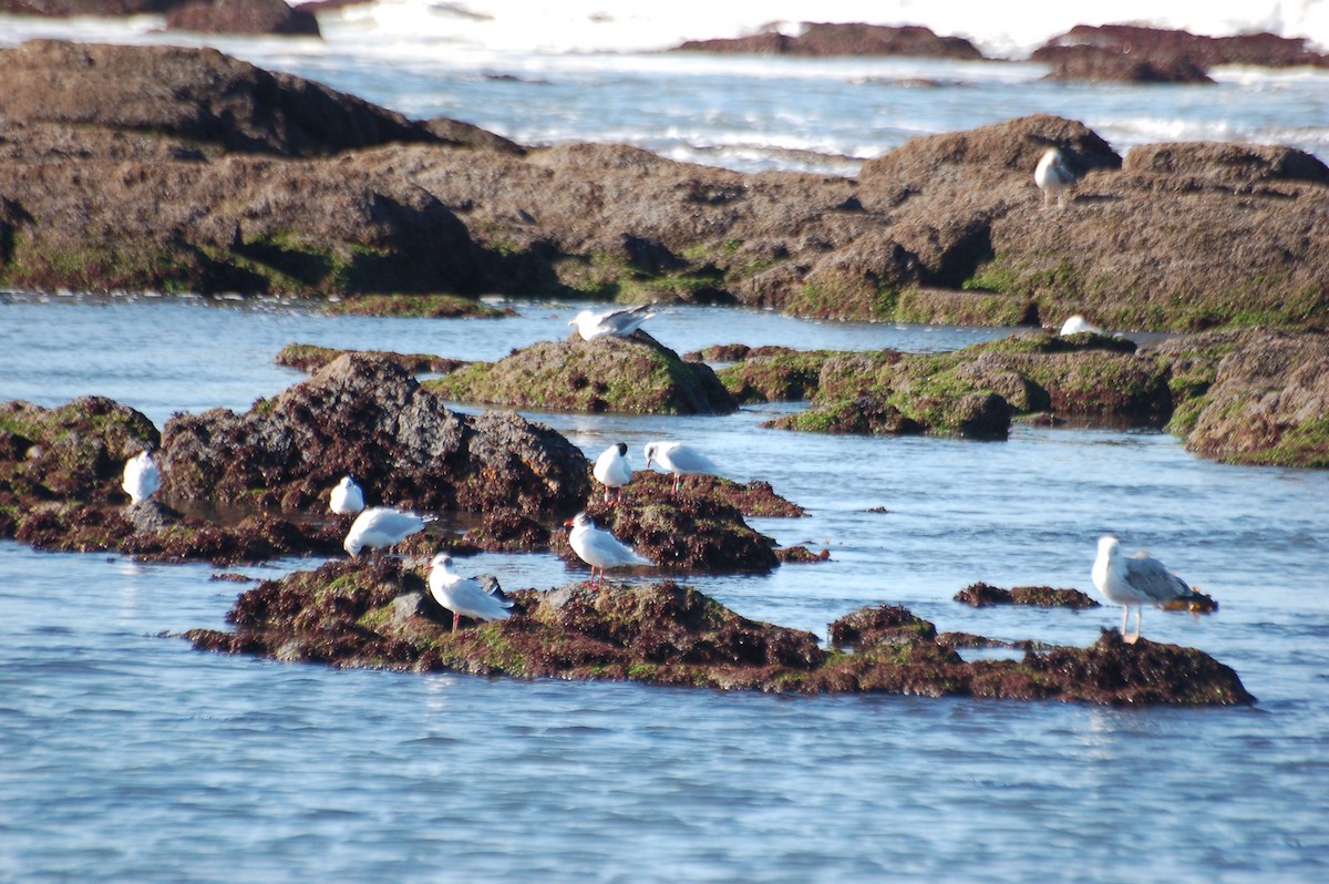 Mediterranean Gull - ML418090581