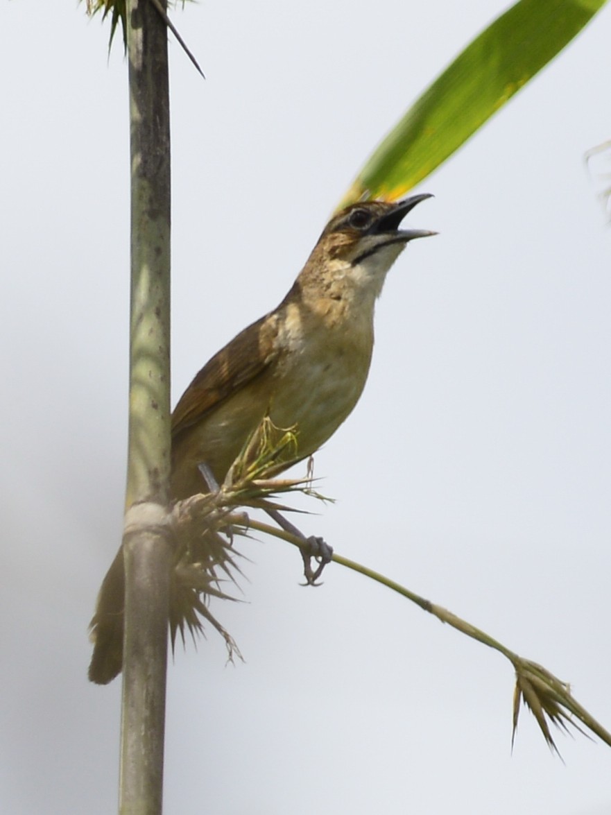Moustached Grass-Warbler - ML418090781