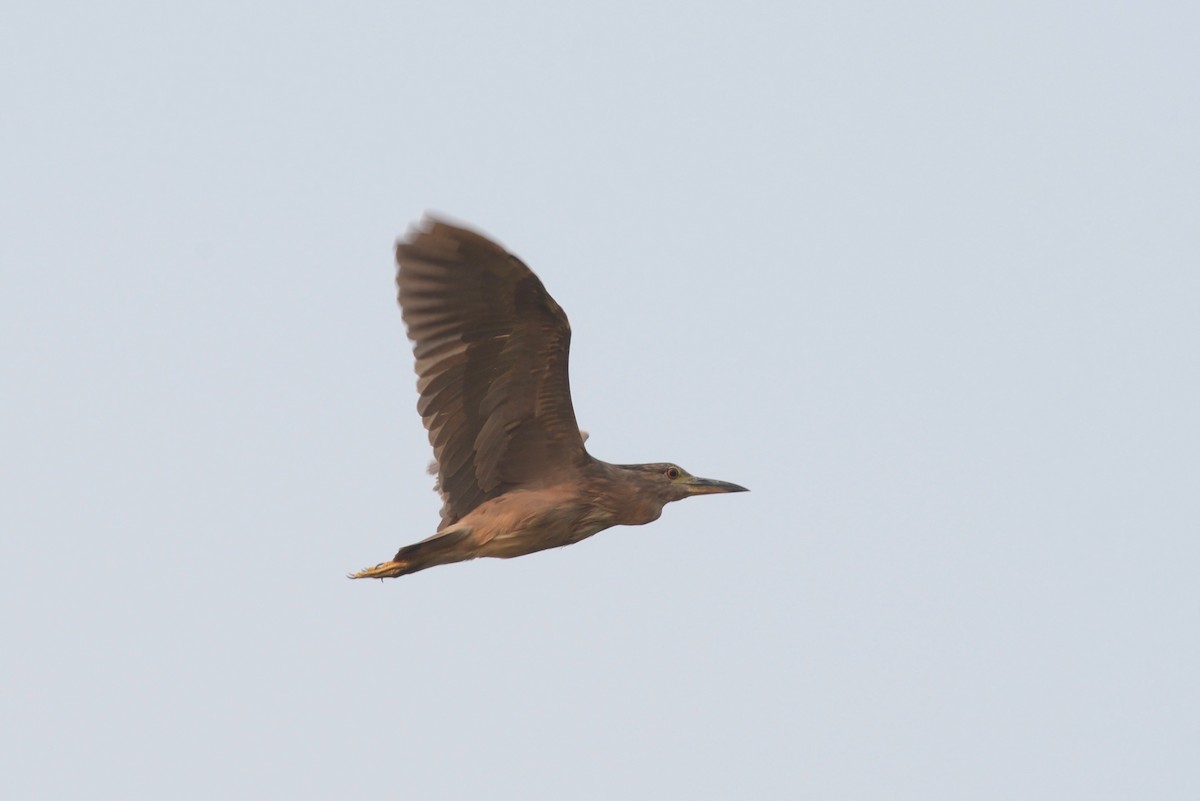 Black-crowned Night Heron - Ben Phalan